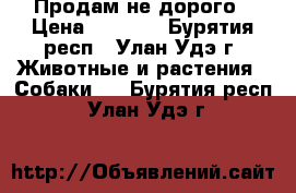 Продам не дорого › Цена ­ 4 000 - Бурятия респ., Улан-Удэ г. Животные и растения » Собаки   . Бурятия респ.,Улан-Удэ г.